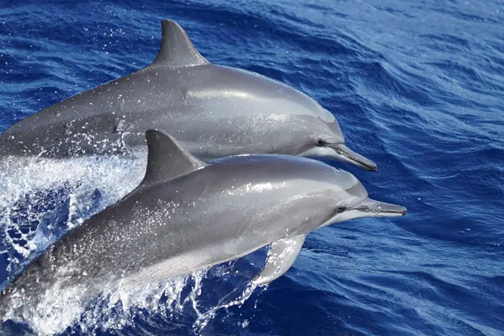 Two dolphins jumping out of the Caribbean Sea near Tulum Mexico