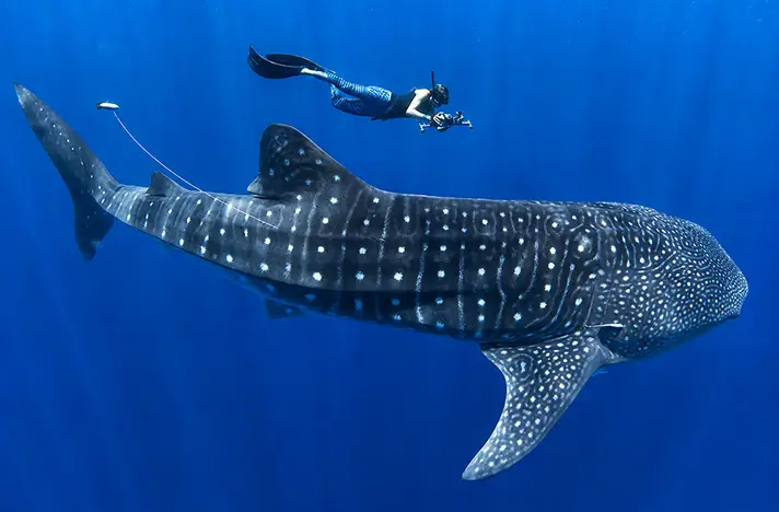 Snorkeler swimming alongside a whale shark in the deep blue waters of Tulum Mexico